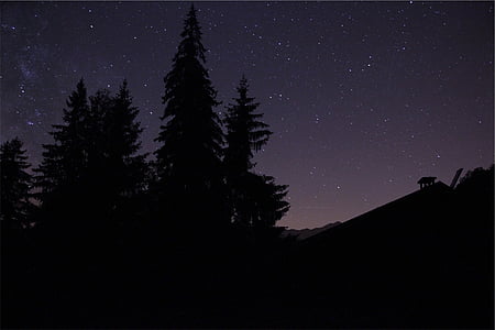 silhouette of pine trees under stars thumbnail