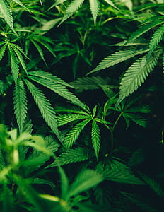 cannabis plant thumbnail