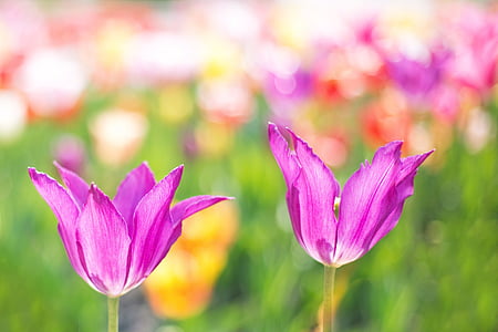 macro shot of two purple flowers thumbnail