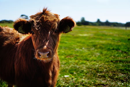 Brown Cattle on Green Lawn Grass during Daytime thumbnail