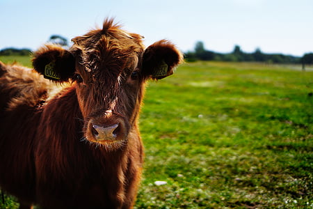 selective focus photography of brown cattle thumbnail