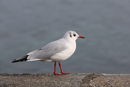 white seagull on fence thumbnail