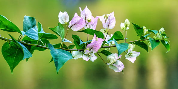 selective focus photography of pink flowers in bloom thumbnail