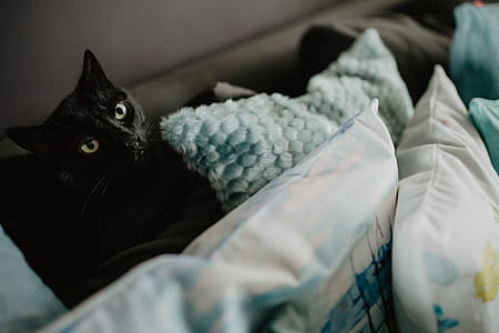 Black cat thumbnail