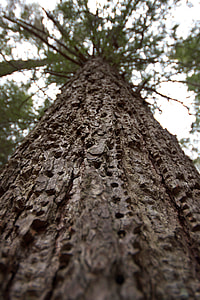 low-angle photography of tree thumbnail