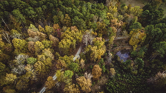 aerial view of forest thumbnail