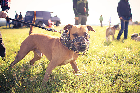 Pitbull Ready for Coursing thumbnail