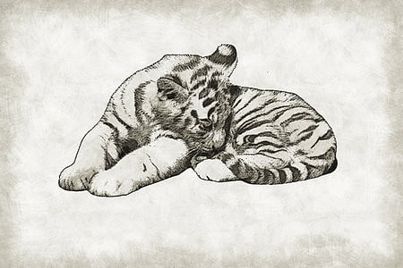 tiger sketch thumbnail