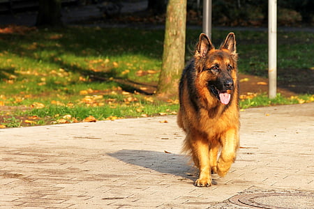walking adult German shepherd thumbnail