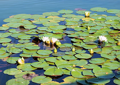 lotus flower thumbnail
