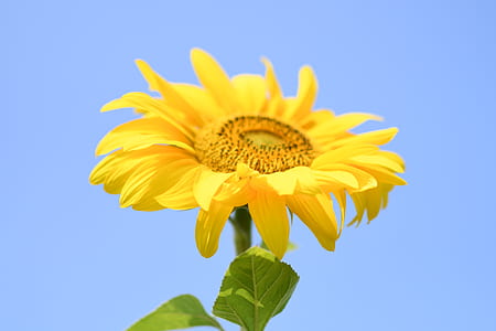 selective focus photography of sunflower thumbnail