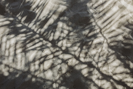 Palm leaf and shadow thumbnail
