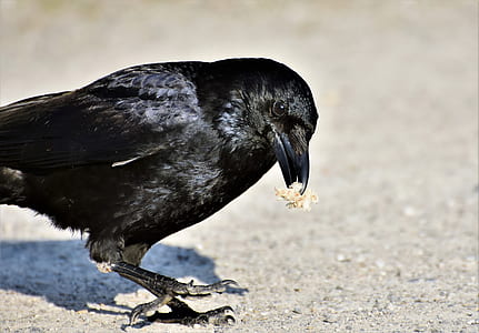 macro photography of crow thumbnail