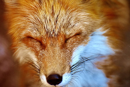 close-up photo of fox thumbnail