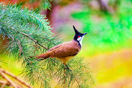 brown, black, and white bird on tree thumbnail