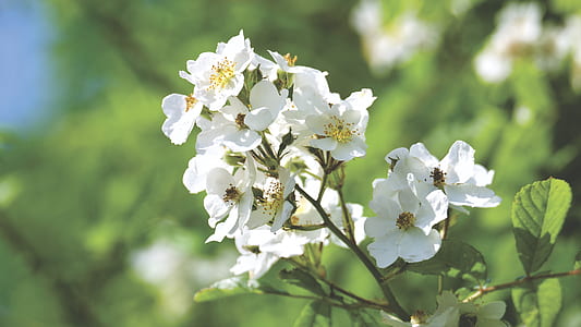 nature, flowers, petals, plant thumbnail