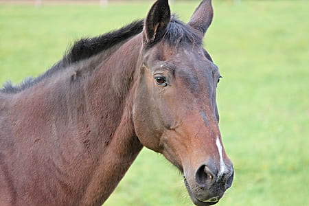 brown horse thumbnail