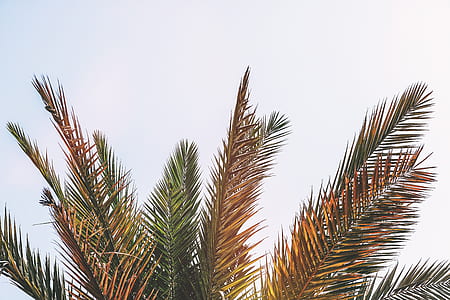 green palm tree thumbnail