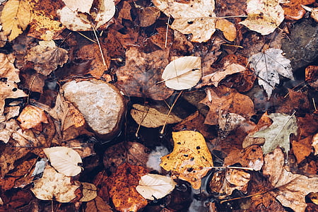 dried leafes thumbnail