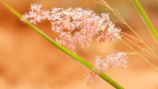 selective photography of white dandelion flower thumbnail