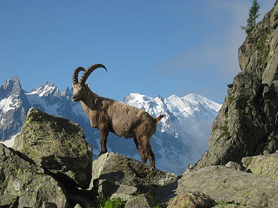 brown ram on top of grey rock thumbnail