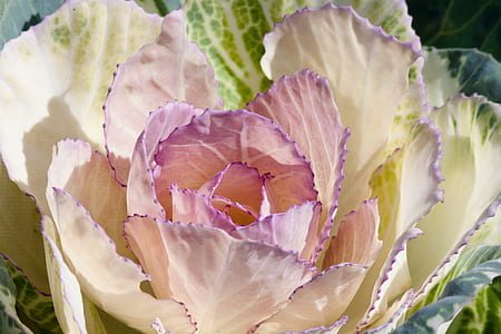 selective focus photography of white and green kale flower thumbnail
