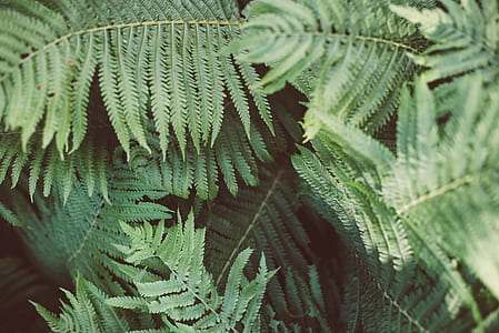 green fern plant thumbnail