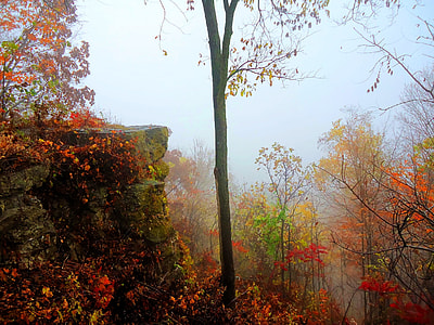 low angle photo of orange leafy tree beside rocks and trees during cloudy day thumbnail
