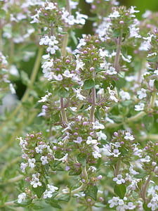 shallow focus photography of white flowers thumbnail