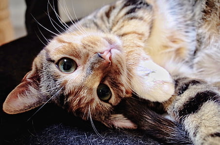 orange Calico cat thumbnail