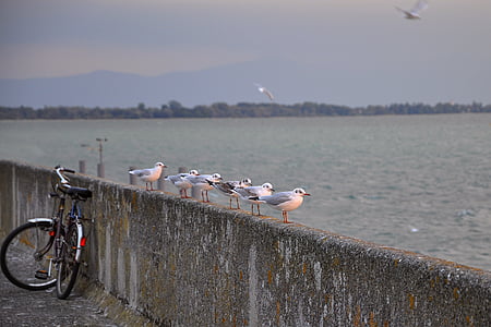 gray birds on gray concrete railings near body of water under gray sky thumbnail
