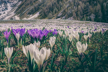 white and purple crocus flowers near mountain at daytime thumbnail
