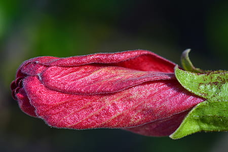 close-up photo of red rosebud thumbnail