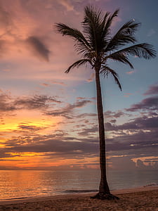 Palm Tree Beside the Sea Shore during Sunset thumbnail