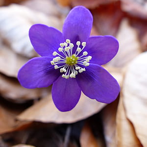 purple petaled flowers at bloom thumbnail