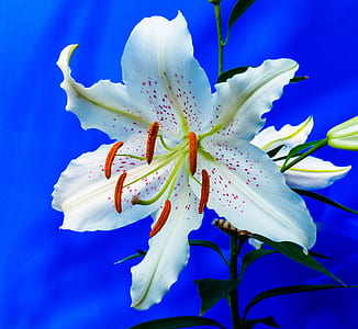 closeup photo of white petaled flower thumbnail