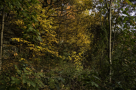 Autumn Foliage leaves in Pewit's Nest, Wisconsin thumbnail