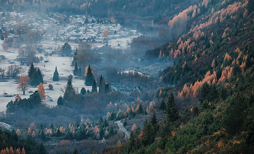 trees on mountain thumbnail