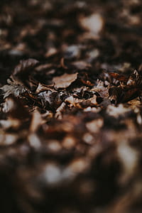 selective focus photography of fallen withered leaves thumbnail