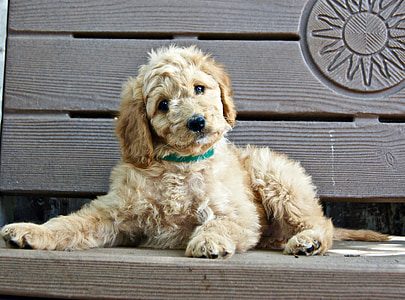 short-coated brown puppy laying on brown bench thumbnail