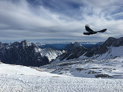 black bird flying thumbnail