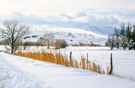Snow covered forest and mountains thumbnail