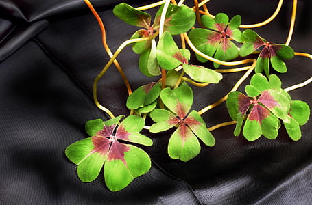 green clover leaves thumbnail