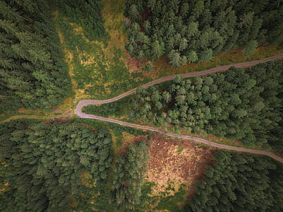 aerial view of trees thumbnail