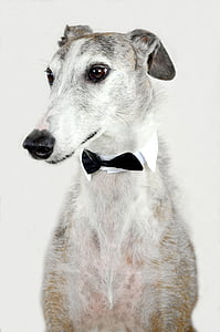 short-coated white and gray dog photography thumbnail