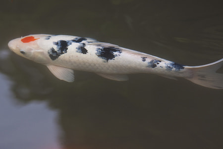 white and blue coy fish on body of water thumbnail
