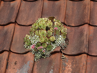 green plant on brick roof thumbnail