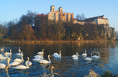 flocks of swan on body of water thumbnail