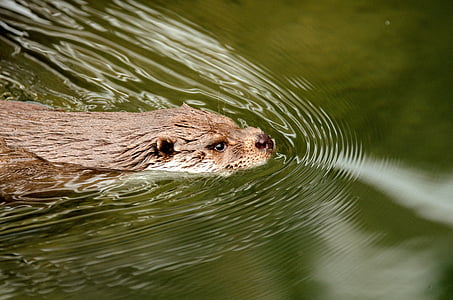 brown otter on body of water thumbnail