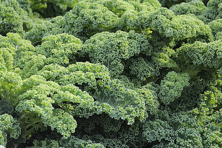 Green Plant thumbnail